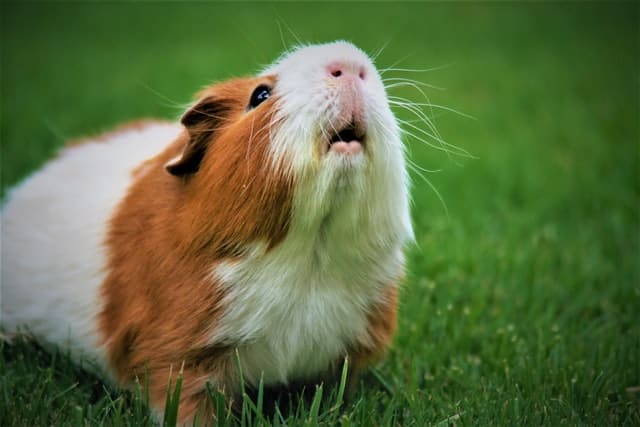 guinea pigs and grapes