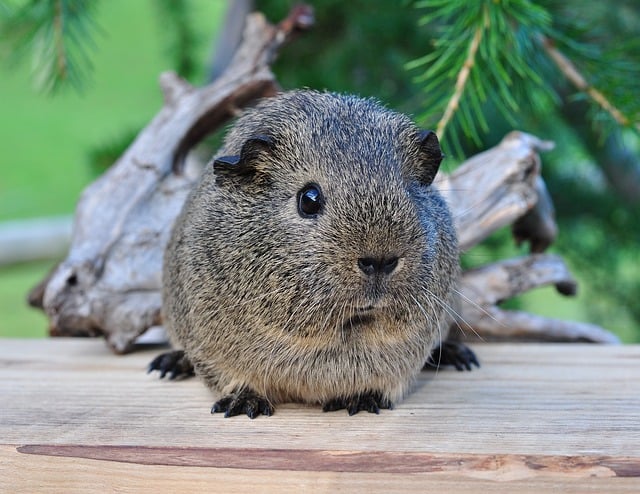 guinea pigs and grapes