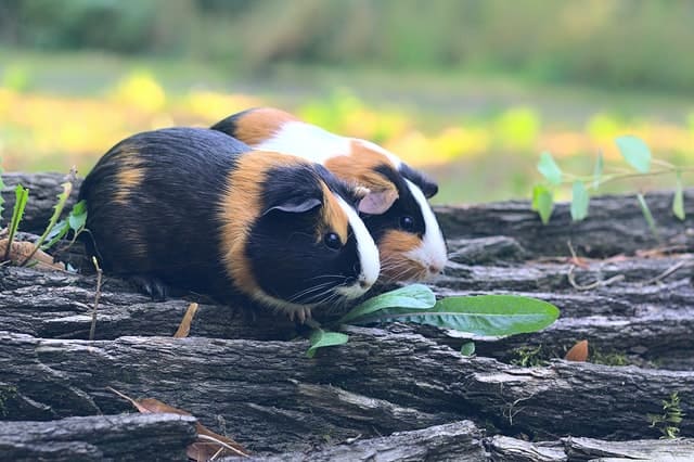 guinea pigs and grapes