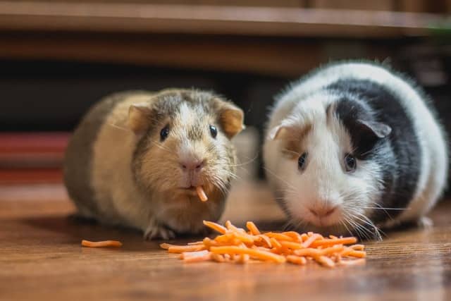 guinea pigs and grapes