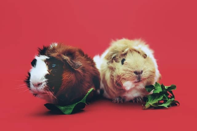 guinea pigs and grapes