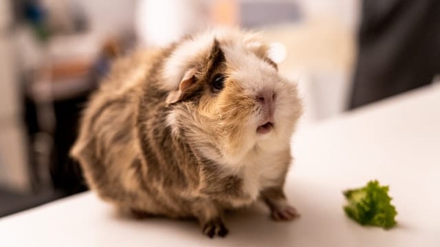 guinea pigs and grapes