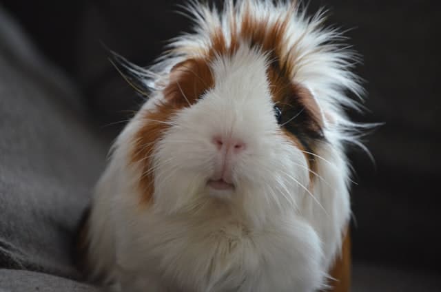 guinea pigs and grapes