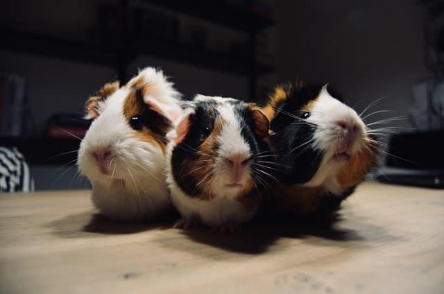 guinea pigs and grapes