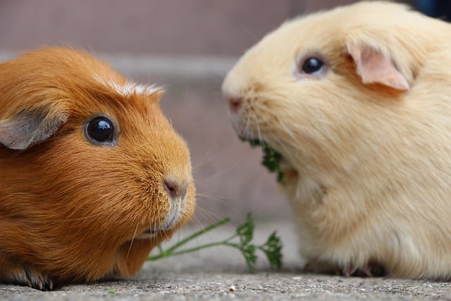 guinea pigs and grapes