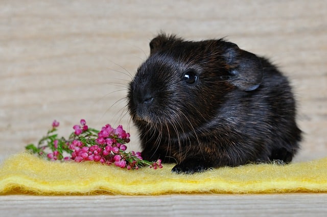 Best Guinea Pig Fleece Liners