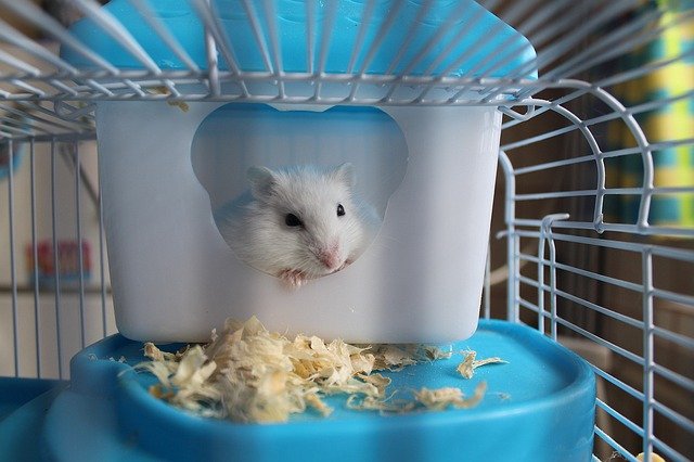 Best-Hamster-Cages-On-Amazon