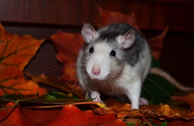 Best Rat Foods on Amazon