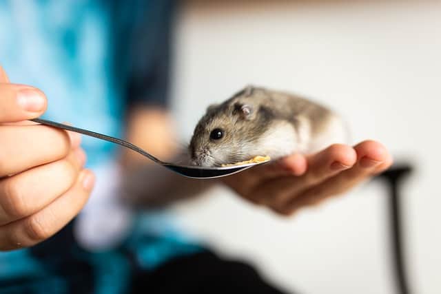 Gerbil vs Hamster