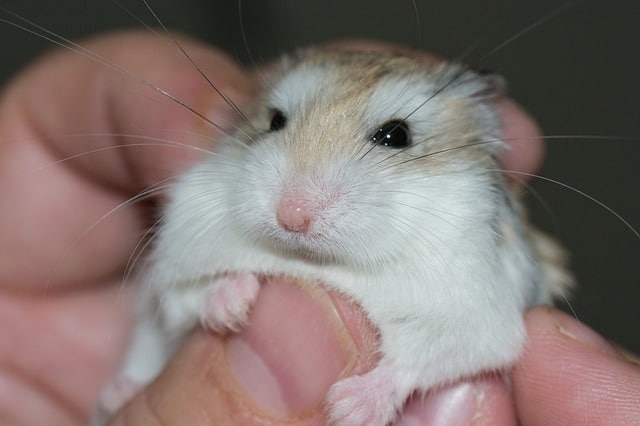 Hamster