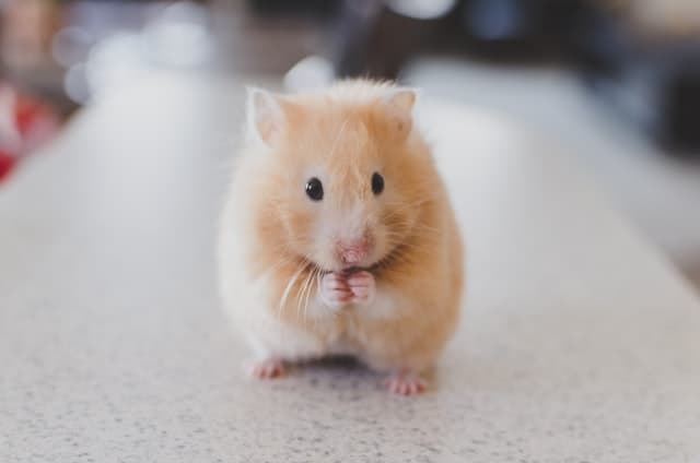 Battle of the Small Pets: Gerbil vs. Hamster - Which is the Best Pet for  You? - ESLBUZZ