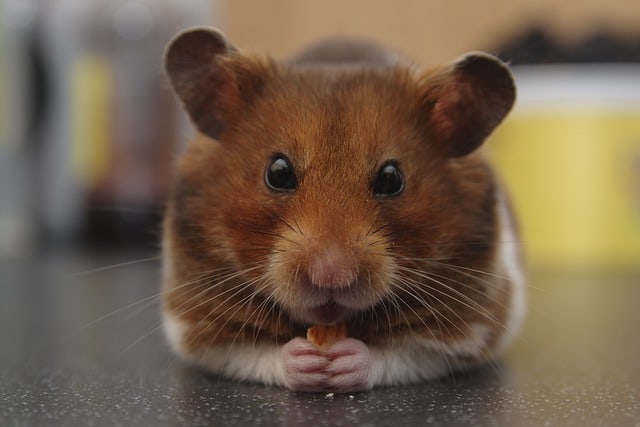 Hamster vs. Gerbil vs. Guinea Pig 