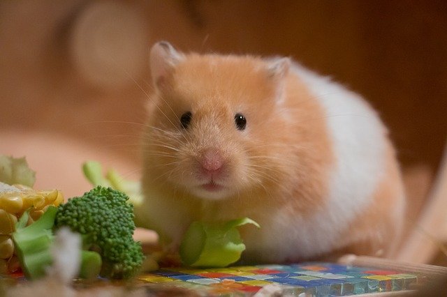 Hamster vs. Gerbil vs. Guinea Pig 