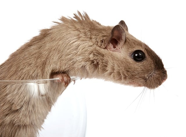 Battle of the Small Pets: Gerbil vs. Hamster - Which is the Best Pet for  You? - ESLBUZZ