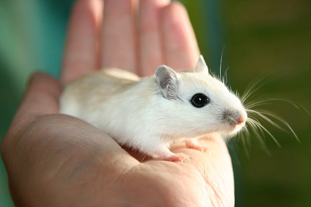 Hamster vs. Gerbil vs. Guinea Pig 