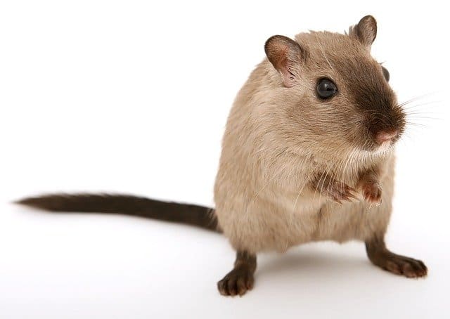 Battle of the Small Pets: Gerbil vs. Hamster - Which is the Best Pet for  You? - ESLBUZZ