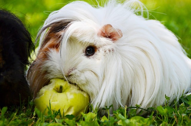 Peruvian Guinea Pig