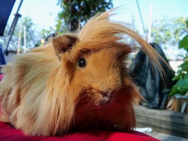 Peruvian Guinea Pig