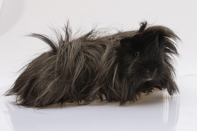 Peruvian Guinea Pig