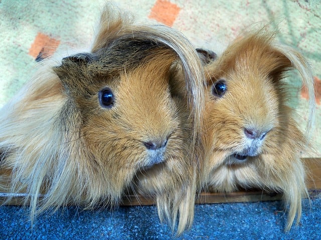 Peruvian Guinea Pig