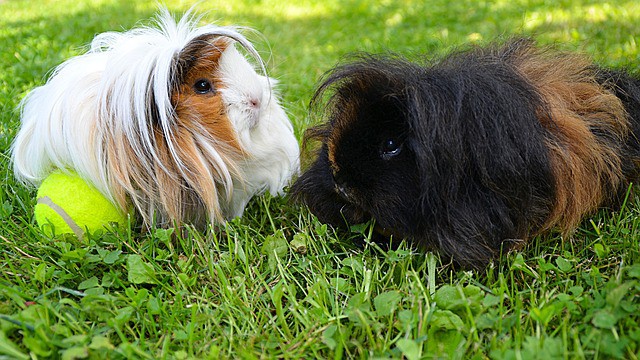 Peruvian Guinea Pig