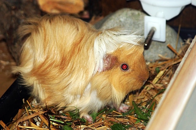 Peruvian Guinea Pig