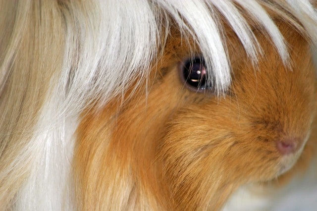 Peruvian Guinea Pig