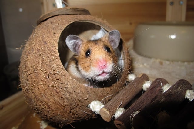 What’s The Best Hamster Bedding