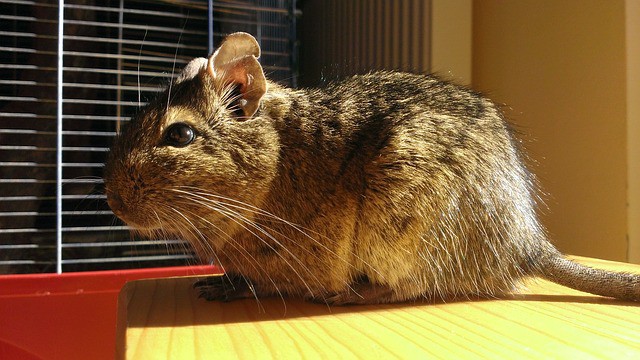 degus