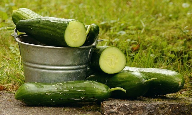 Degus and Cucumber