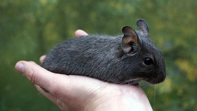 Degus and Cucumber