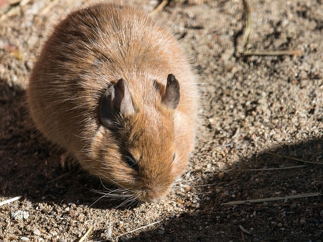 Degus and Cucumber