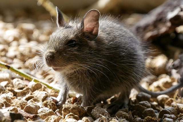 Degus and Cucumber