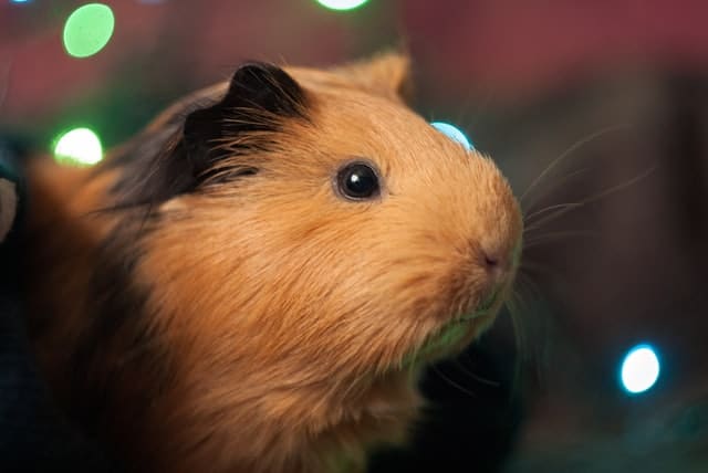 Guinea Pigs Bite