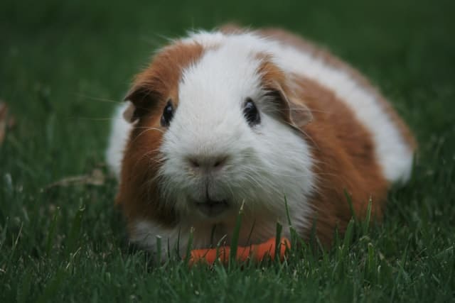 Guinea Pigs Bite