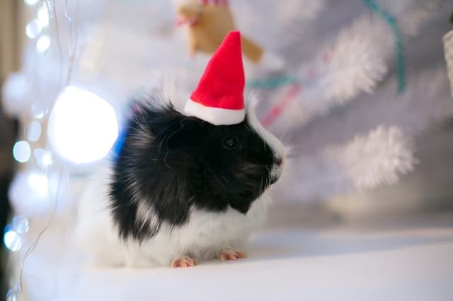 Guinea Pigs and Watermelon