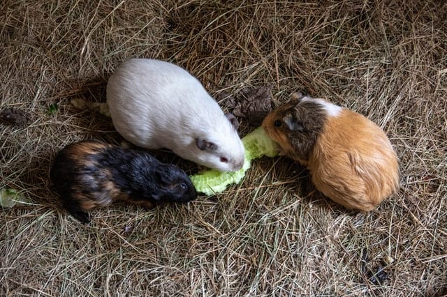 Guinea Pigs and Watermelon