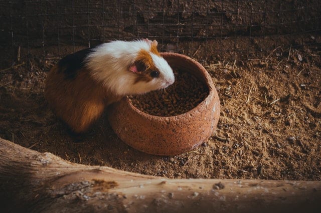 Guinea Pigs and Watermelon