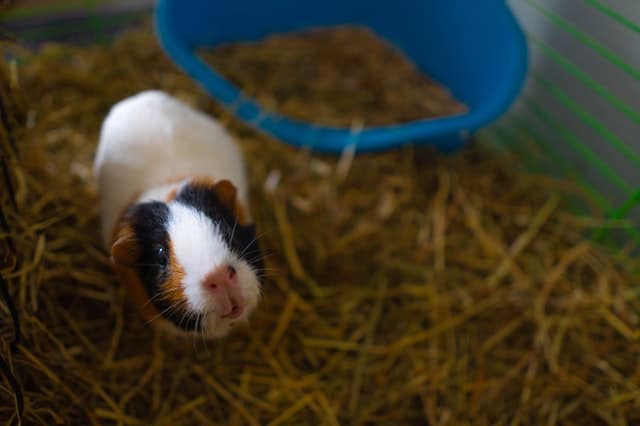 Guinea Pigs and Watermelon