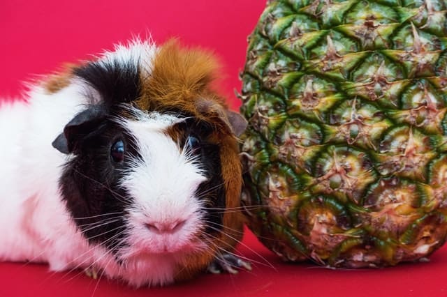 Guinea Pigs and Watermelon