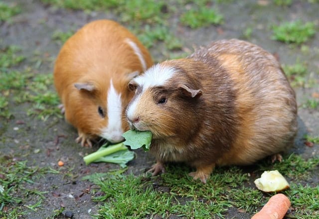 Guinea Pigs and Watermelon