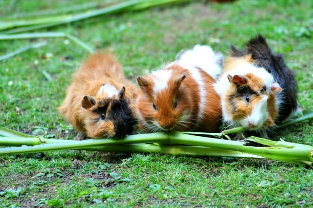 Guinea Pigs and Watermelon