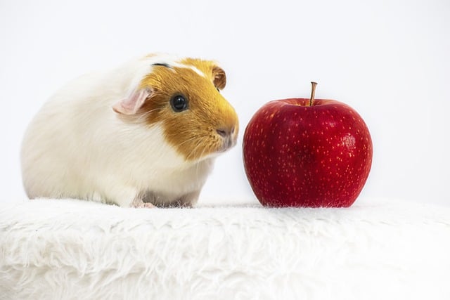 Himalayan Guinea Pig