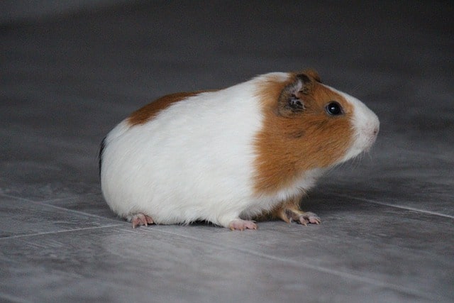 Himalayan Guinea Pig