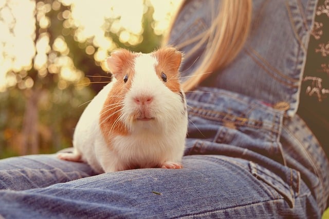 Himalayan Guinea Pig