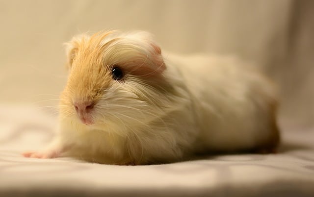 Himalayan Guinea Pig