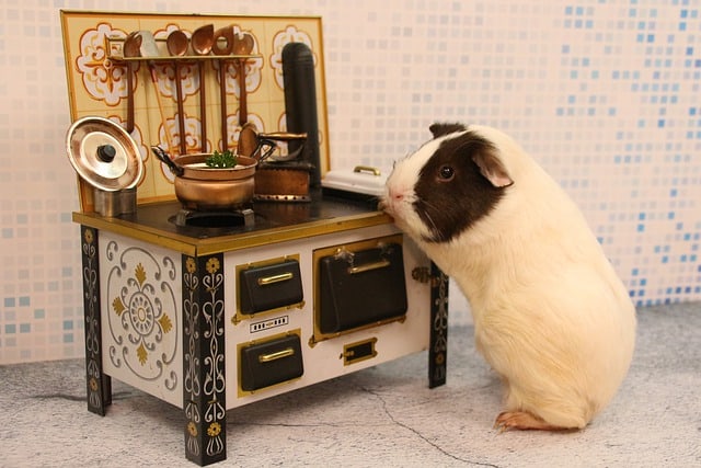 Himalayan Guinea Pig