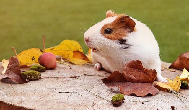 Himalayan Guinea Pig