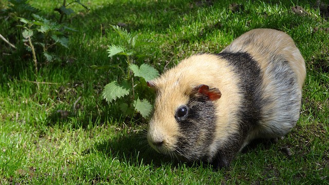 Himalayan Guinea Pig