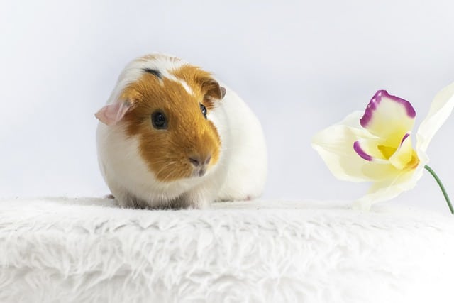 Himalayan Guinea Pig